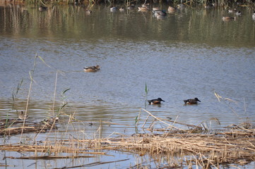 The beautiful bird Aythya nyroca (Ferruginous Duck) in the natural environment