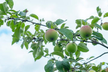apples on tree