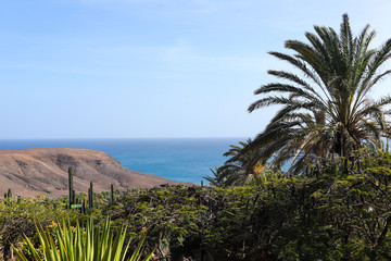 Naturpark Fuerteventura Meerblick Park Oase Pflanzenwelt Meer Insel Spanien Teneriffa Palmen