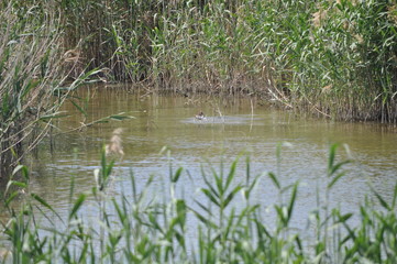 The beautiful bird Aythya nyroca (Ferruginous Duck) in the natural environment