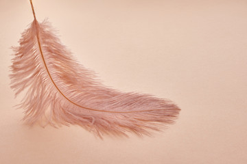 Beautiful feather color coral on pastel background