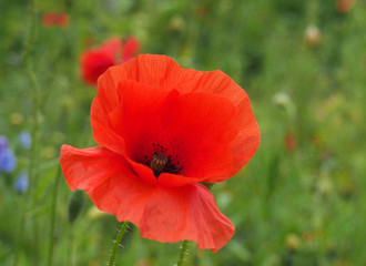 a bright red common poppy flower with buds with a blurred floral summer meadow background