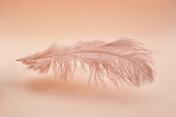 Beautiful feather color coral on pastel background