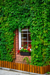 Small window with white frame and wall of the house entwined with green leaves around windows. Long pot with flowers on the still. Summer concept background and wallpaper. Vertical.
