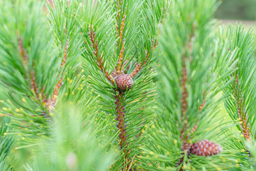 fluffy fir-tree branches with cones