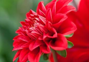 macro image on red beautiful flower