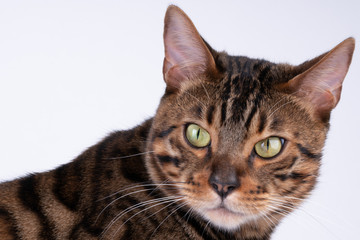Obraz premium beautiful Bengal cat portrait on a white background, clouse up