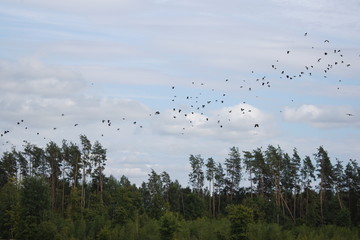 Lecące ptaki , ptaki ,ptaki nad lasem ,lecące czajki