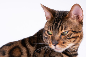 beautiful Bengal cat portrait on a white background, clouse up