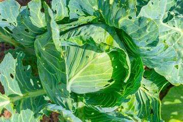 organic cabbage grows in the garden