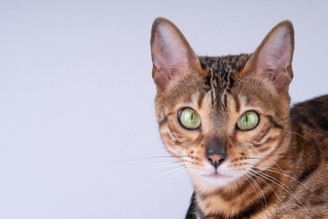 Obraz premium beautiful Bengal cat portrait on a white background, clouse up, copy space