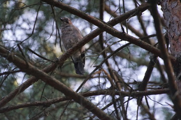 Sójka ,ptak ,ptak na gałęzi ,ptak w lesie © LBanacki