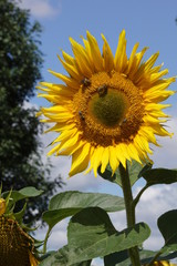 Słonecznik ,słonecznik i owady , słonecznik ipszczoły 