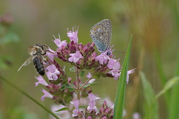 Motyl ,owady © LBanacki