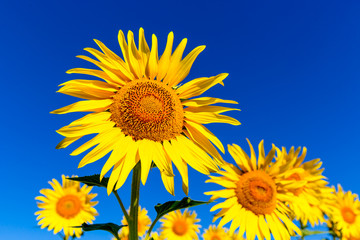 yellow sunflowers under blues sky
