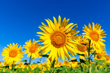 nice sunflower landscape