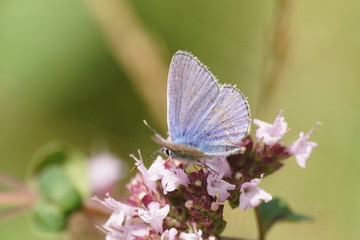 Motyl ,motyl na oregano ,motyl zapylający