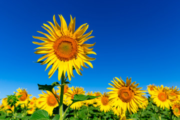 yellow sunflowers under blue sky