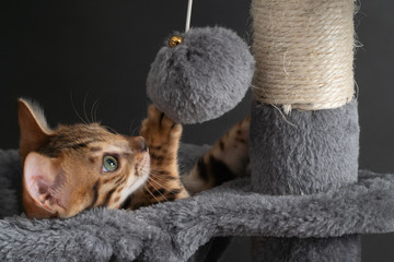 beautiful Bengal cat is playing on the scratching post.