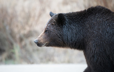 Grizzly bear in the wild