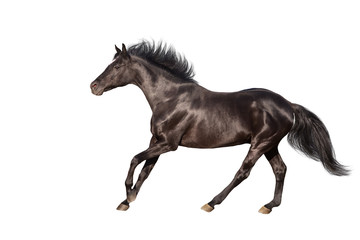Black horse isolated on white background