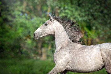 Fototapeta na wymiar Grey horse portrait in motion outdoor