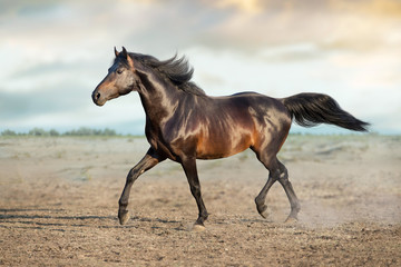Fototapeta na wymiar Horse free run on desert dust
