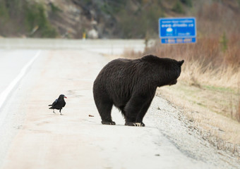 Grizzly bear in the wild
