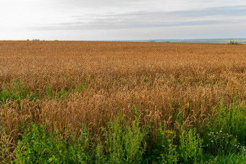 a field of ripe grain. harvest concept.