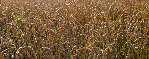 a field of ripe grain. harvest concept.