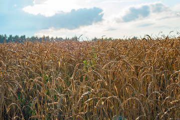 a field of ripe grain. harvest concept.