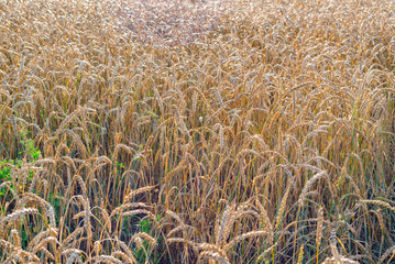 a field of ripe grain. harvest concept.