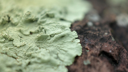macro photo of moss growing an a red rock in the forest
