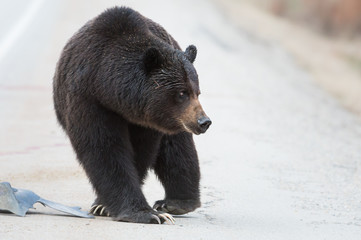 Grizzly bear in the wild
