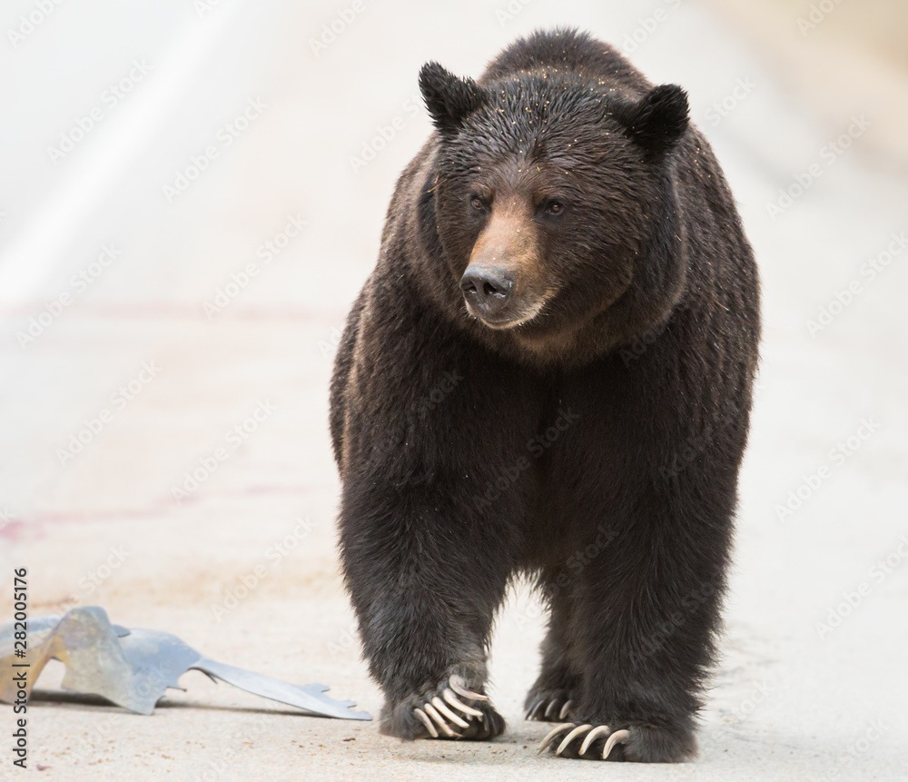 Wall mural grizzly bear in the wild