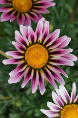 Obraz premium Gazania