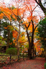 Obraz premium Autumn leaves in Heirinji temple precincts forest