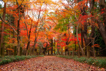 Obraz na płótnie Canvas Autumn leaves in Heirinji temple precincts forest