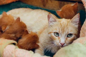 Ginger cat and cute kittens. Red tabby cat and kittens in wooden box. Animals day, animals rescue, pets concept. 
