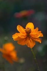 Beautiful flower tsiniya from the summer garden