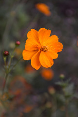 Beautiful flower tsiniya from the summer garden