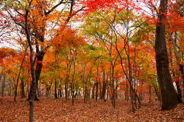 Autumn leaves in Heirinji temple precincts forest