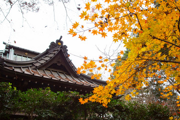 Autumn leaves in Heirinji temple precincts forest