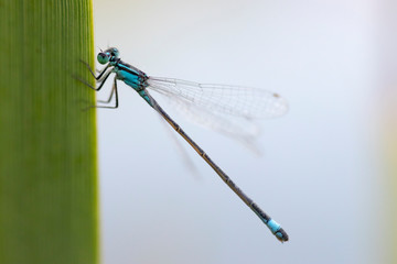 Blue Damselfy/Dragon Fly/Zygoptera sitting in the edge of bamboo stem