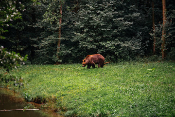 Bärenwald Müritz 2