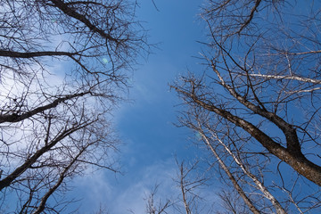 Sky through trees
