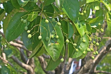 이팝나무열매 잎