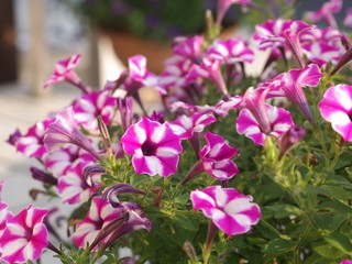 ピンクでスター咲きのペチュニアの花