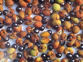 種がはじけた山椒の実