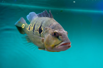 huge cichla ocellaris or butterfly peacock at light blue water. © Andrii